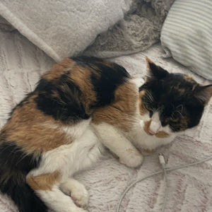 Meet your Posher, Keira